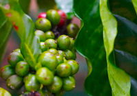 Giá cà phê tăng trở lại, sản lượng cà phê Việt Nam sẽ thấp hơn 20% so với dự báo