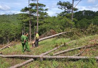 Khẩn trương điều tra vụ phá hàng trăm cây thông 3 lá trong rừng phòng hộ