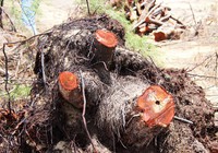 Thủy sản Thuận Phước (THP) bị xử phạt hành chính vì chặt phá nhiều diện tích rừng phòng hộ ven biển 