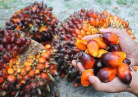 Indonesia, thị trường cung ứng dầu mỡ thực vật lớn của Việt Nam, bãi bỏ lệnh cấm xuất khẩu dầu cọ
