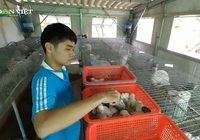Khám phá trại nuôi thỏ kỳ thú của “nông dân nhí” miền Tây