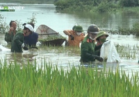 Công an Hà Nội xuống đồng "cứu lúa" giúp người nông dân