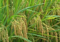 Thử nghiệm giống lúa mới cho năng suất cao, chống chịu sâu bệnh tốt