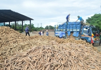 Xuất khẩu tinh bột sắn sang Trung Quốc đang tràn đầy hy vọng
