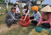 Quảng Nam: Có vốn ưu đãi tiếp sức, nông dân Hội An khấm khá nhờ nuôi tôm 