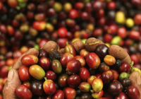 Giá cà phê biến động mạnh trước dự báo "nóng" về sản lượng