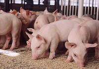 Nga ùn ứ thịt lợn khó xuất, Trung Quốc có thể giảm nhập khẩu thịt tới 20%