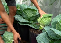 Mẹo trồng bắp cải trái tim tại nhà tươi tốt và nhanh thu hoạch