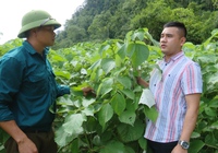 Video: Cây gai xanh dễ trồng, mang lại hiệu quả kinh tế cao cho nông dân Sơn La