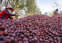 Quy trình trồng và thu hoạch táo tàu ở Trung Quốc
