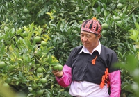 Nông dân Việt Nam xuất sắc 2022 ở Sơn La thu hơn nửa tỷ mỗi năm nhờ trồng cam đường canh