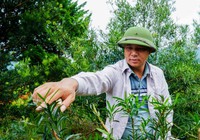 Ngắm vườn cây tùng la hán tiền tỷ của nông dân Hà Giang