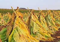Kỹ thuật trồng, thu hoạch và chế biến thuốc lá