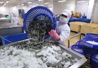 Xuất khẩu tôm cán mốc 3 tỷ USD sau 8 tháng