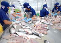 Xuất khẩu cá tra chạm mốc 1,8 tỷ USD, doanh số sang thị trường Trung Quốc cao gần gấp đôi tại Mỹ