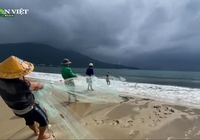 Ngư dân Đà Nẵng tranh thủ kiếm "lộc biển" trước khi bão Noru đổ bộ