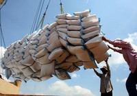 Nguồn cung giảm, giá gạo xuất khẩu Việt Nam tăng vọt lên mức 423 USD/tấn