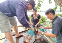 Quảng Nam: Người dân ven sông trúng đậm cá sau bão Noru