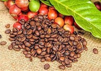 Giá cà phê hai sàn tăng liên tiếp, cà phê nội lên cao nhất 42.000 đồng/kg