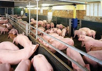 Giá lợn hơi bắt đầu nhích nhẹ sau Tết ở phía Nam