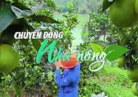 Chuyển động Nhà nông 27/11: Thủ phủ cam Hà Tĩnh vào vụ thu hoạch, nông dân “đếm quả tính tiền”