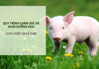 SỔ TAY NHÀ NÔNG: Quy trình chăm sóc và nuôi heo vi sinh cho hiệu quả cao