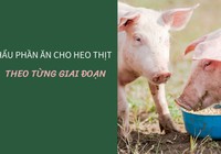 SỔ TAY NHÀ NÔNG: Khẩu phần ăn cho heo nuôi vi sinh theo từng giai đoạn