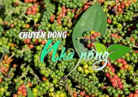 Chuyển động Nhà nông 30/11: Giá tiêu hôm nay đồng loạt tăng, chạm ngưỡng 73.000 đồng/kg