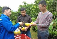 Cam lòng vàng, mang lại "mùa vàng" trên đất cao nguyên Mộc Châu