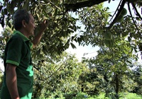 Đồng Tháp khuyến cáo nông dân không phát triển ồ ạt diện tích trồng sầu riêng