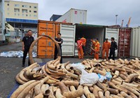Nóng: Bắt giữ vụ buôn lậu ngà voi "khủng" nhất từ trước đến nay ở Việt Nam