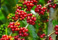 Giá cà phê hai sàn tăng thận trọng, cà phê nội ngược dòng tăng 400 đồng/kg