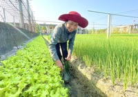 Video: Dân vùng lũ Quảng Bình trồng vườn rau xanh mướt đẹp như phim hút du khách trải nghiệm