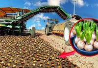 Quy trình trồng và thu hoạch hàng triệu bông hoa tulip ở Hà Lan
