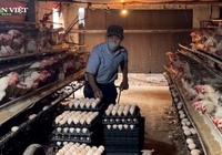 Nuôi loại gà siêu đẻ, anh nông dân nhặt hơn 18.000 quả trứng mỗi ngày