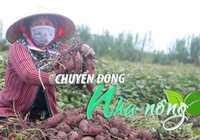Chuyển động Nhà nông 23/3: Nông dân Đồng Tháp Mười trúng mùa khoai mỡ