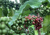 Giá cà phê hai sàn đảo chiều sụt giảm, cà phê nội giảm nhẹ