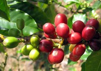 Giá cà phê phiên cuối tuần tăng vọt