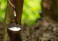 Giá cao su hôm nay 25/3: Giá cao su duy trì đà tăng phiên cuối tuần