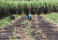 Có bệ đỡ từ thuế, 3 doanh nghiệp đầu ngành mía đường QNS, SLS, SBT sẽ tăng tốc trong năm 2023?