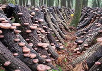 Video: Phương pháp trồng và thu hoạch hàng triệu cây nấm Shiitake ở Nhật Bản