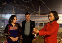 Các hội viên của Hội Nông dân Văn Yên (Yên Bái) trở thành triệu phú, tỷ phú như thế nào?