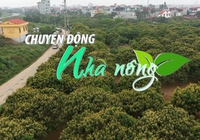 Chuyển động Nhà nông 28/3: Nhãn Hưng Yên ra hoa sai trĩu, hứa hẹn được mùa lớn