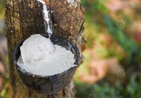 Giá cao su hôm nay 29/3: Giá cao su quay đầu giảm mạnh