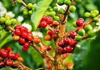 Giới đầu cơ mạnh tay thanh lý, giá cà phê sụt giảm mạnh