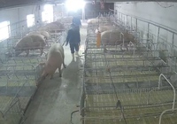 Giá lợn hơi giảm, giá thức ăn tăng cao, người chăn nuôi lợn ở Thanh Hóa lỗ chồng lỗ