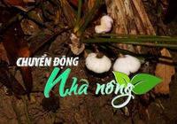 Chuyển động Nhà nông 31/3: Phát hiện loài tỏi đá mới tại khu bảo tồn Phong Điền ở Thừa Thiên - Huế
