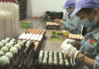 Lợi nhuận ròng "bốc hơi" 97% còn hơn 5 tỷ đồng sau kiểm toán, Dabaco (DBC) nói gì?
