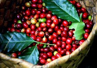 Xu hướng hỗn hợp, giá cà phê tuần tới sẽ biến động ra sao?