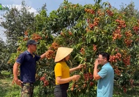 Gia đình nữ nông dân Đắk Nông thu tiền tỷ nhờ trồng vải u hồng